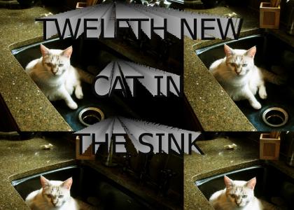 TWELFTH NEW CAT IN THE SINK