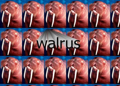 walrus