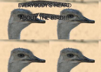 BIRD IS THE WORD (wait for gif)