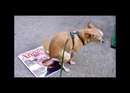 Opioninated Dog on Politics