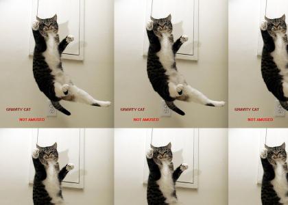 Gravity Cat... Knows Kung-Fu!