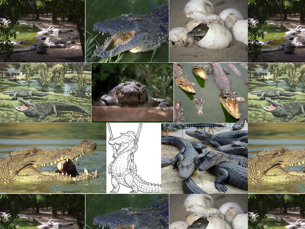 crocodilenasty