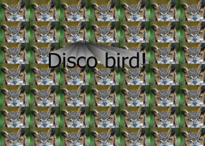 Some bird at the disco