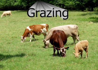 Grazing