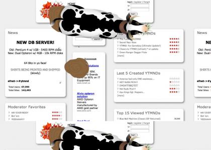 Cows do not like ytmnd.com