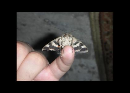 MOTH STARES INTO YOUR SOUL