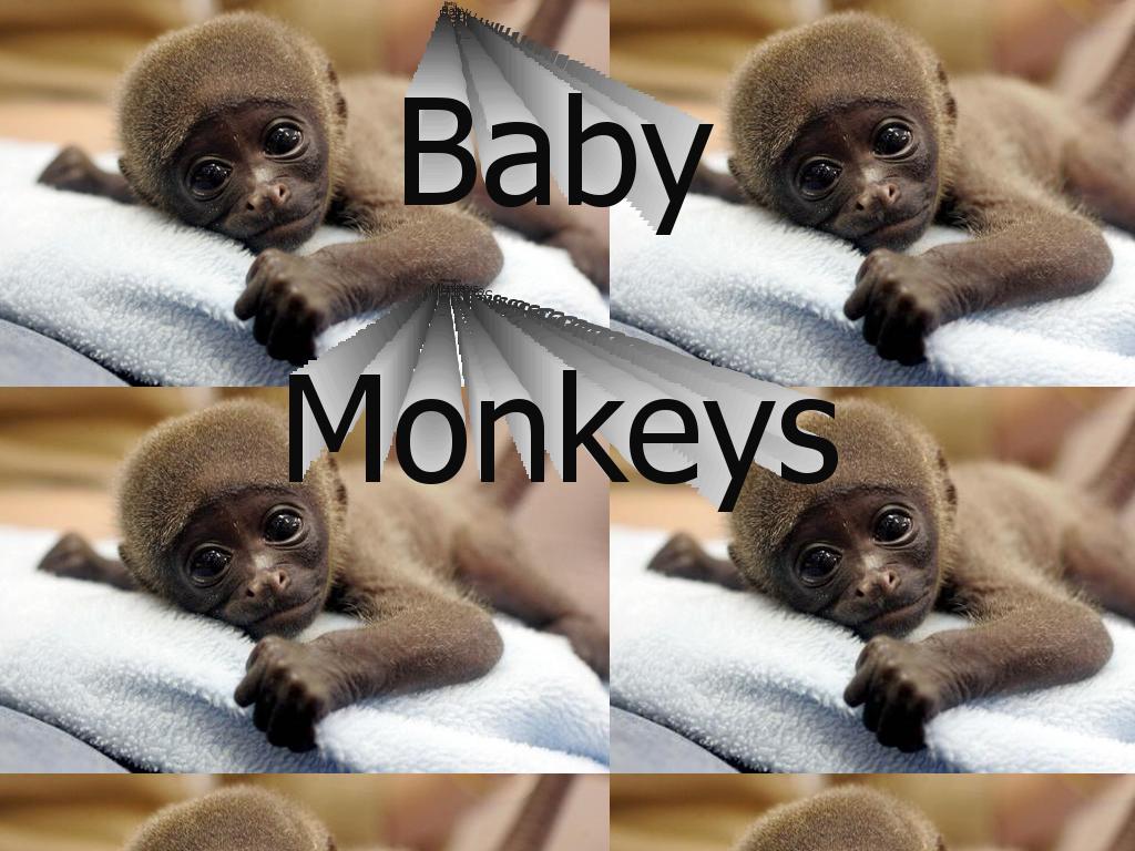 babymonkeys