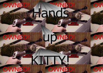 HANDS UP KITTY