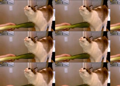 Leek Brush Cat