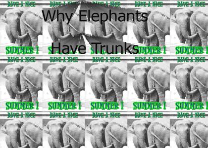 Why Elephants Have Trunks