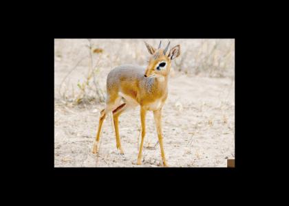 I'm a Dik Dik