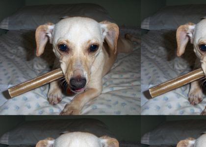 cigar dog loves a good plan