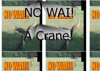 No Wai a Crane!