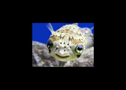 Weird Fish Stares into your Soul