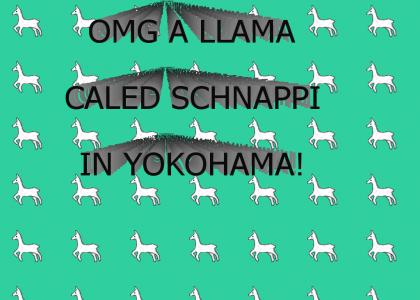 SCHNAPPI THE LLAMA