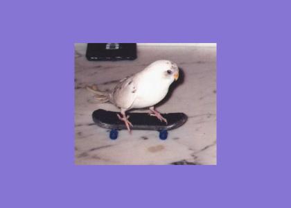 skate brid freakout