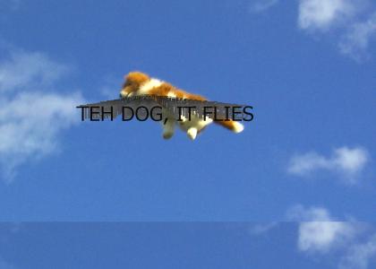OMG Flying Dog