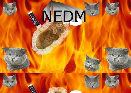 NEDM Cat is Protected By Coburn's Chapstick