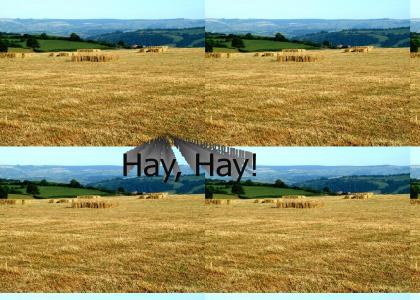 Hay!!! (Fixed Sound)