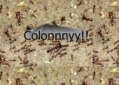 colony!!