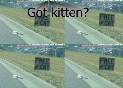 Got kitten?