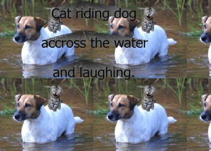 Cat n Dog (Fixed)