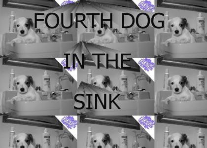 PTKFGS: FOURTH DOG IN THE SINK