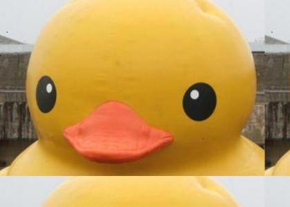 Rubber ducky stares into your soul