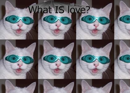 what is love? CATS!!!