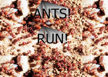 Sworm of Ants