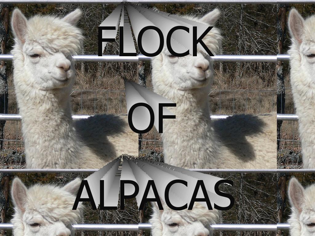 flockofalpacas