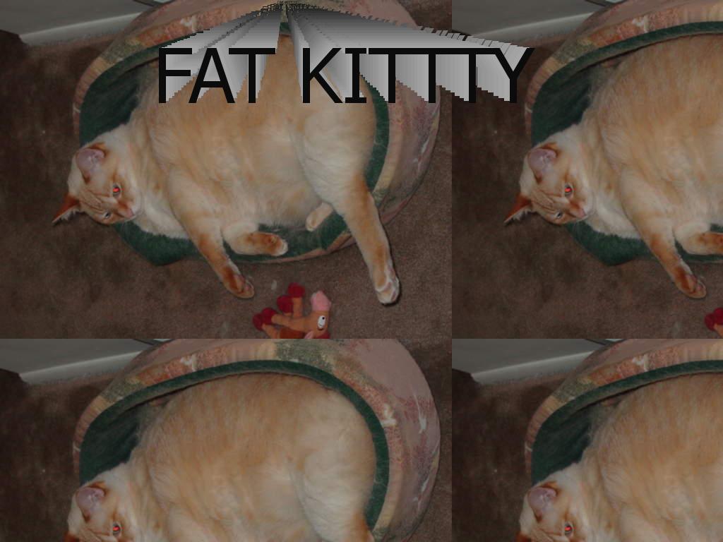 fatkitty