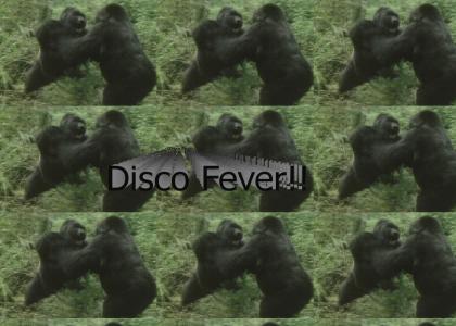 Gorilla Disco Party