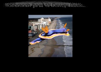 Nudibranch Goes to Dewey Beach