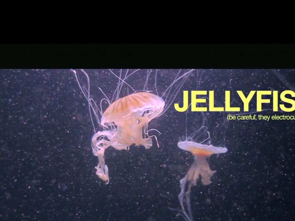 Juliansjellyfish
