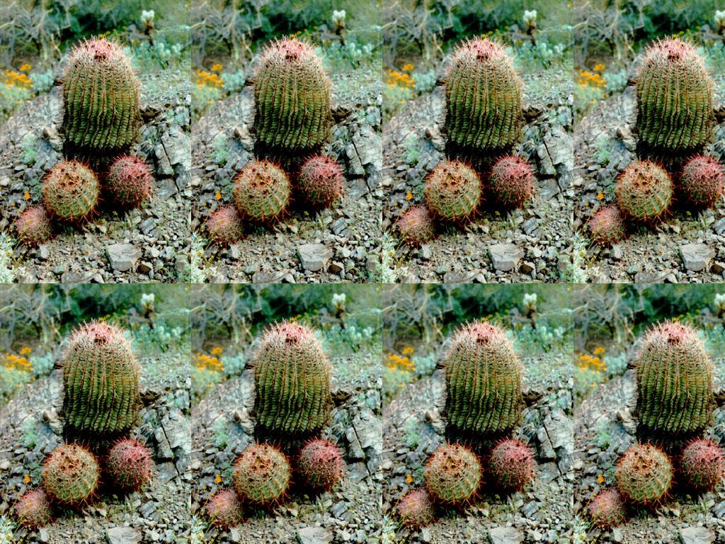 acactus