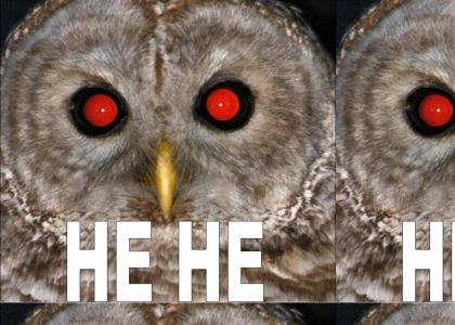 Red Eye'd Owl