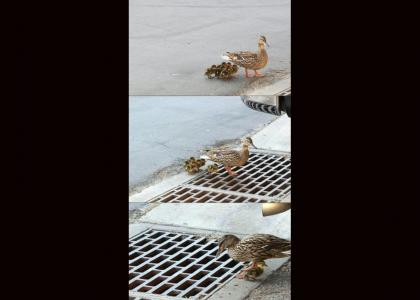 Lost Ducks