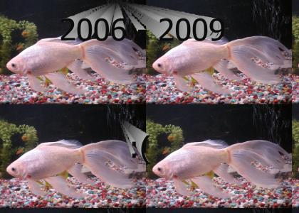 R.I.P. "Fish" my white goldfish