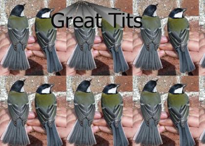 Wow, Great Tits Being Touched