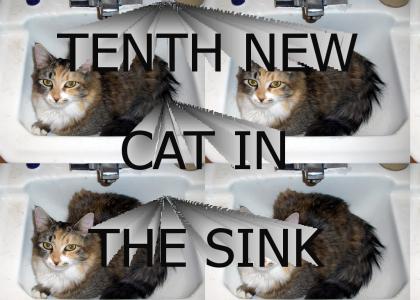 TENTH NEW CAT IN THE SINK