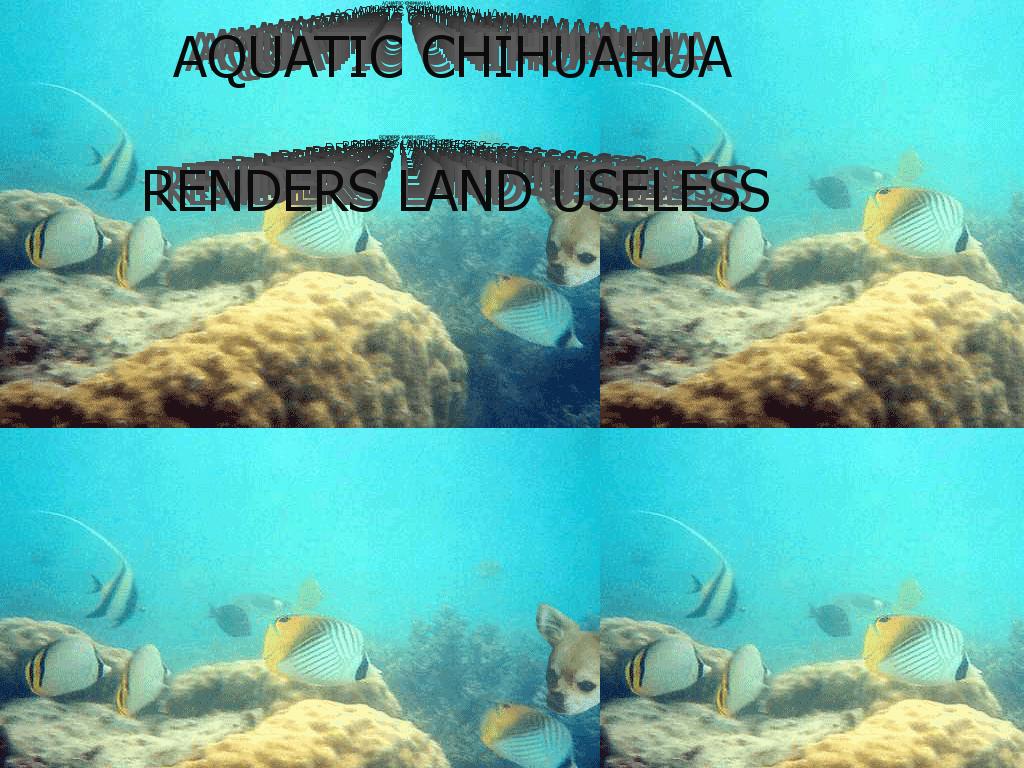 aquaticchihuahua
