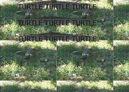 TURTLE TURTLE TURTLE TURTLE TURTLE TURTLE