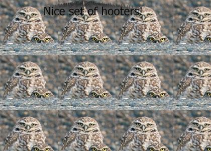 Nice set of Owls