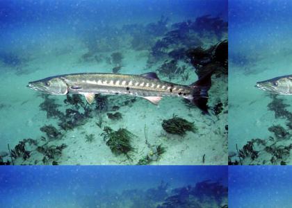 barracuda