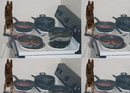 gravity cat makes pancakes!