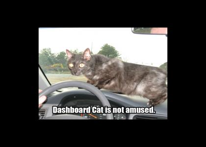 dashboard cat is not amused