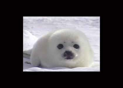 Baby Seal Stares Into Your Soul