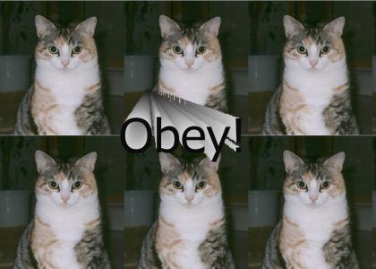 Obey Hypno Cat