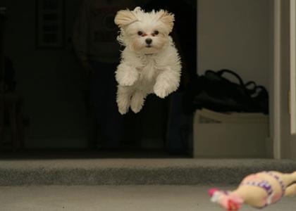 Flying dog